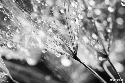 Picture of Dandelion seeds with water drops on natural background